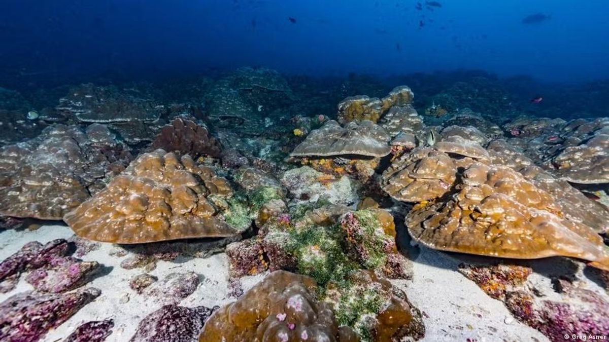 Corals as climate archive: Are El Ninos intensifying?