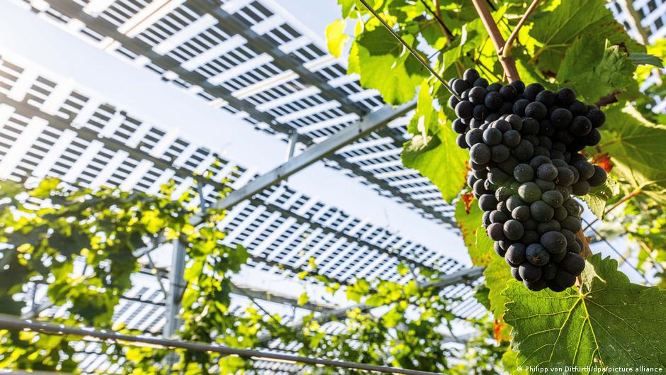 Գերմանիայում եղանակային ծայրահեղությունները ազդում են գյուղատնտեսության վրա